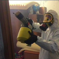 Уничтожение клопов в квартире. Сестрорецк
